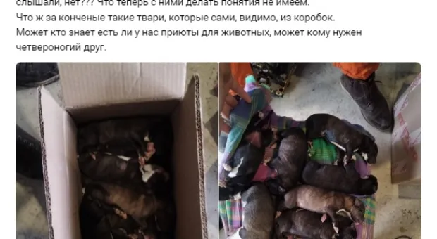 Крохотных щенков в коробке подкинули под двери СТО в Севастополе