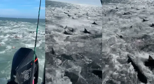 Мужчины оказались посреди множества голодных акул и сняли видео