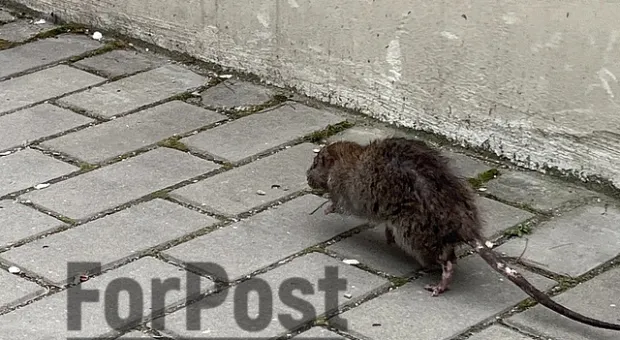 Центр Севастополя обживают большие непуганые крысы