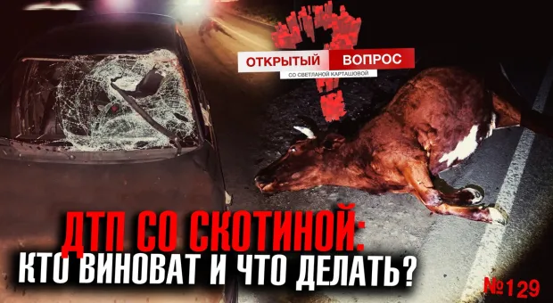 Скотина на дороге: где в Севастополе водителей подстерегают «ночные бродяги»?