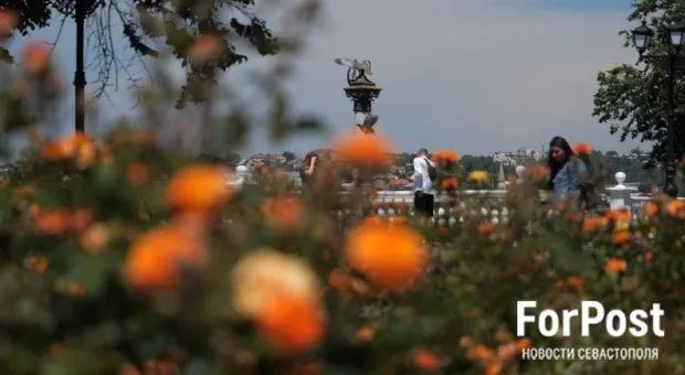 Какими цветами украсят Севастополь в этом году 