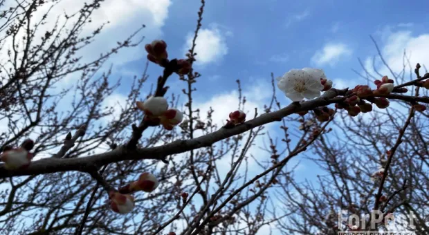 В конце марта в Крым вернутся ночные заморозки и снег