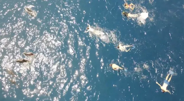 Группу пловцов обвинили в агрессивном преследовании дельфинов