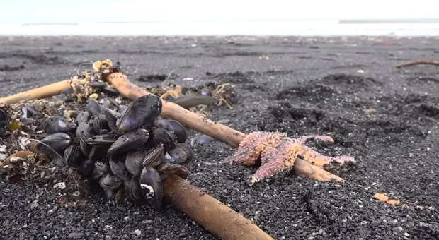 Тысячи морских существ внезапно вынесло на берег