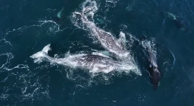 На видео сняли редкое явление — битву китов со стаей косаток 