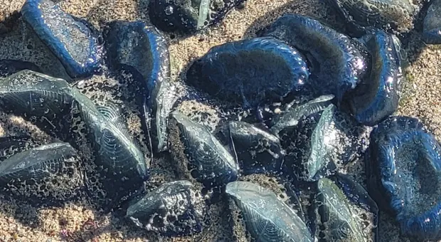 На пляжи вынесло тысячи необычных синих существ