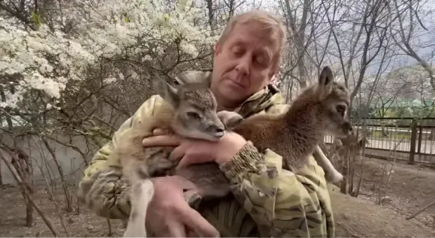 Донецкие муфлоны обзавелись потомством в крымской эвакуации