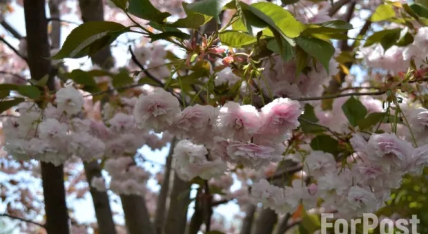 Не только вишня: в Крыму началось цветение сакур 
