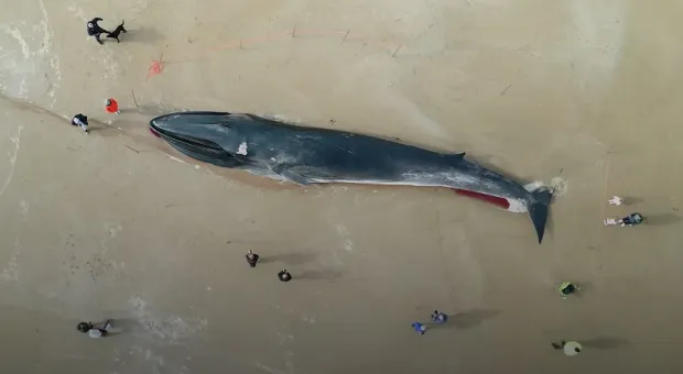 Тело гигантского кита стало туристической достопримечательностью