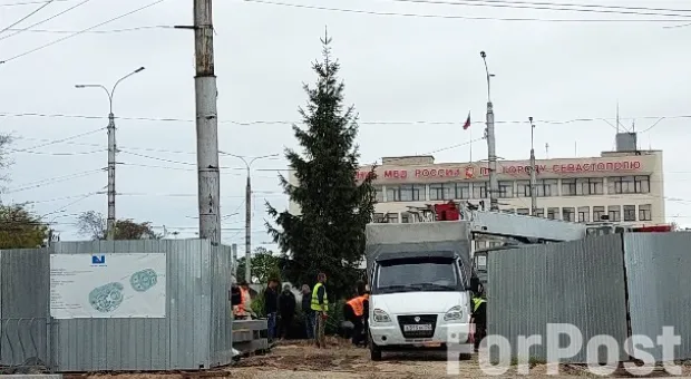 В Севастополе на месте скандального пластикового дерева появилась живая ель