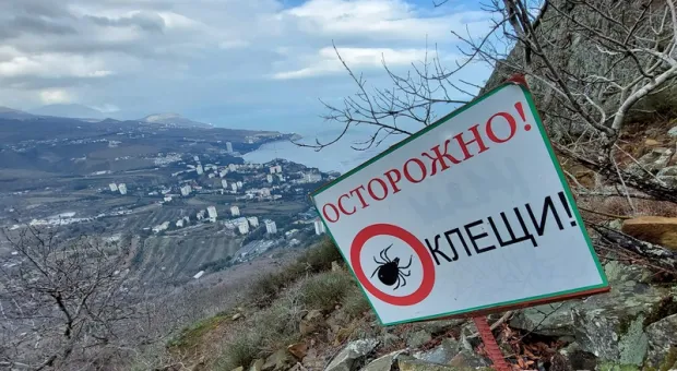 В Крыму стали чаще встречаться «клещевые» болезни 