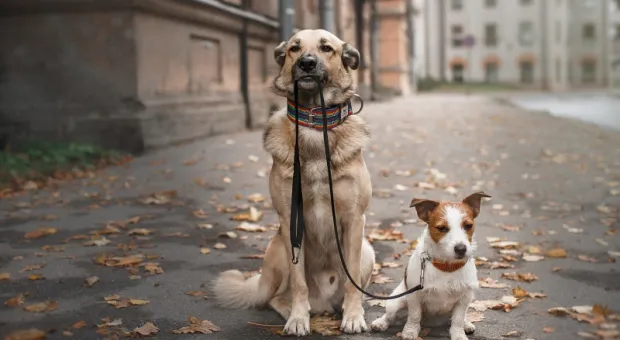 Собака, которая гуляет сама по себе: чем обернётся новый «пёсий» штраф для россиян