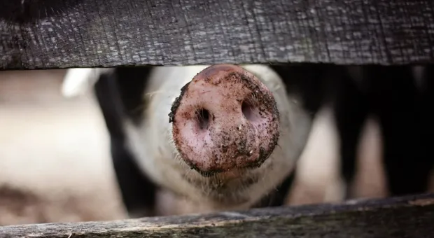 Из-за соседства со свинофермой от крымского села Чистенькое может остаться одно название