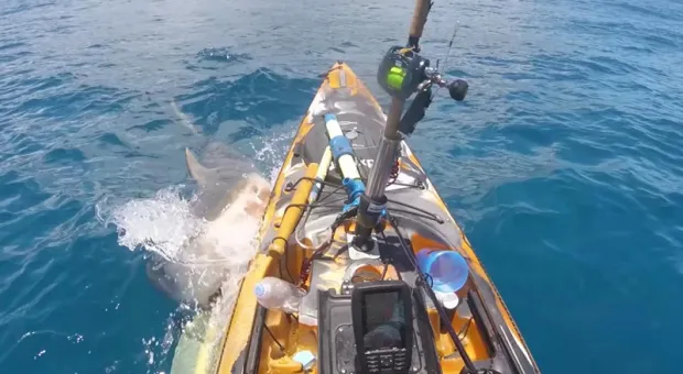 Огромная акула атаковала рыбака на каяке и попала на видео