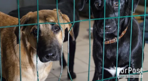 Закон о праве регионов убивать бездомных собак одобрен Думой
