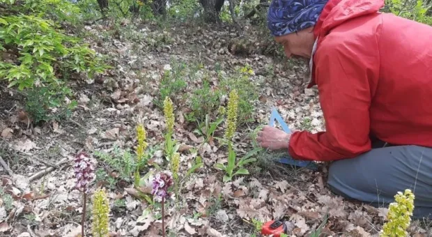 В севастопольские леса возвращаются очень редкие орхидеи 