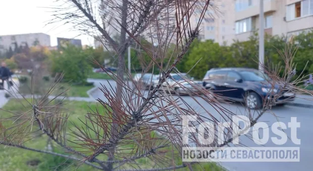 Засохшие деревья вдоль севастопольских дорог оказались никому не нужны