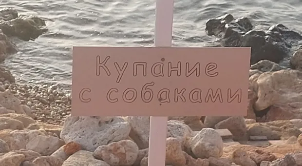 В Севастополе собаки могут с комфортом отдохнуть на пляже