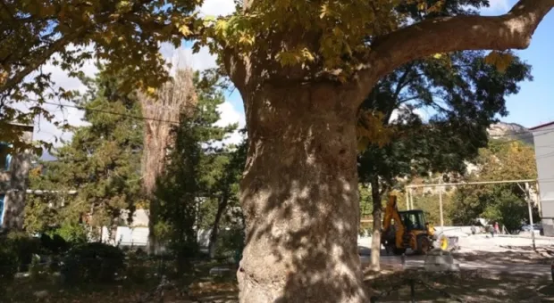 Севастопольский 233-летний платан участвует в конкурсе «Российское дерево года»