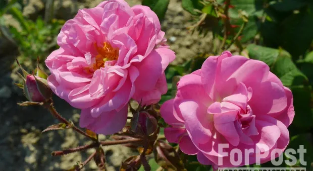 Крымское снадобье: какую пользу хранят в себе лепестки роз