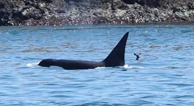 Наблюдатели за китами стали свидетелями уникальной ситуации