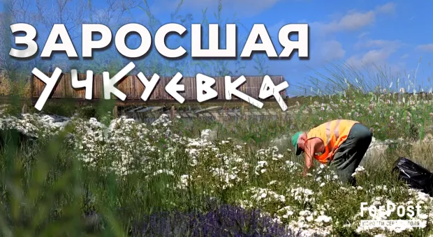Построенный на деньги Москвы севастопольский парк зарастает сорняками
