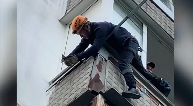 В Севастополе спасатели освободили запутавшегося стрижа