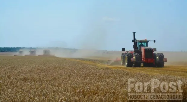 Плохая весна создала шикарные условия для зерновых в Крыму