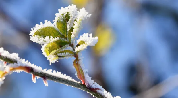 Метеорологи предупредили, чем грозят наступившие заморозки