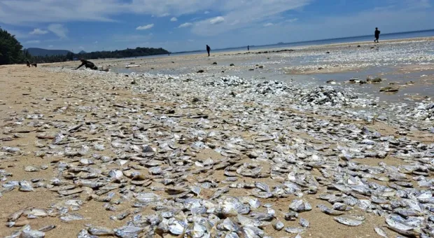 Тысячи мёртвых рыб покрыли четыре километра побережья 