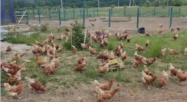 В Севастополе стало больше кур и яиц