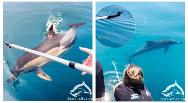 Севастопольцев просят защитить бесстрашных дельфинов-попрошаек 