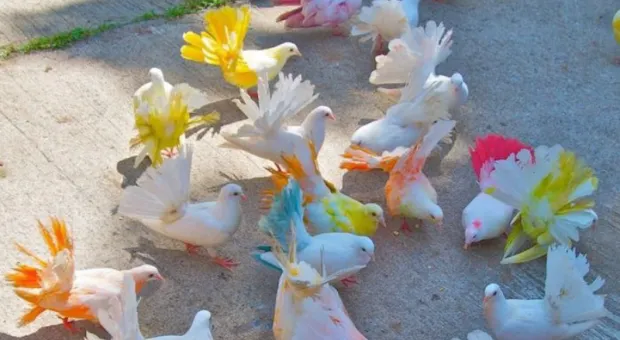 У фотографа в Крыму изъяли больше двадцати разноцветных голубей
