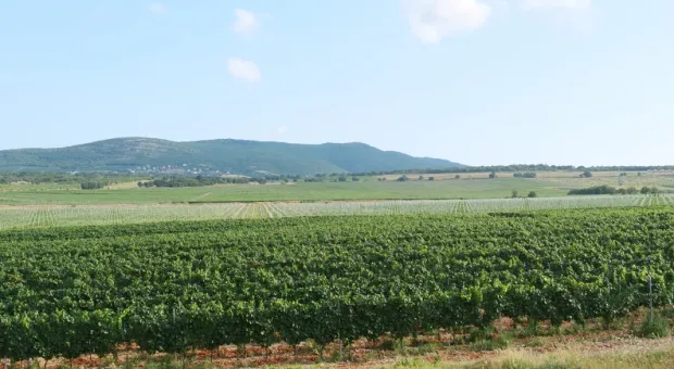  План защиты севастопольских виноградников от застройки требует доработки
