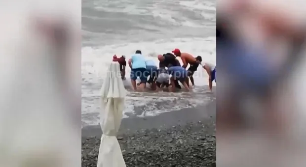 Посетители пляжа спасали в штормовом море двух дельфинов, но делали это неправильно