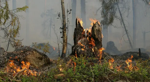 Леса Крыма закрыли для посещения из-за возможных пожаров