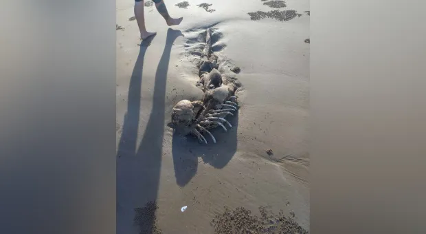 Пляжники нашли скелет, похожий на останки русалки