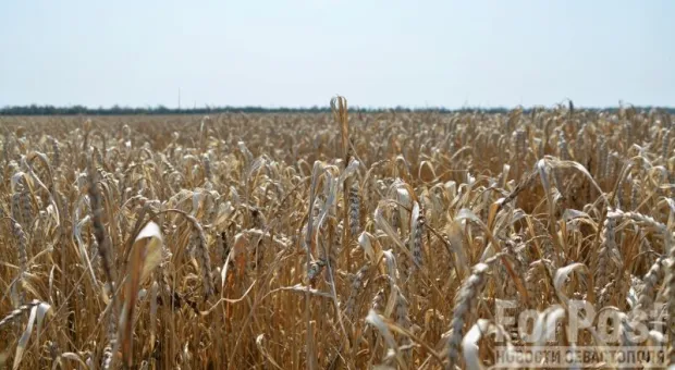 Как весенние дожди испортили крымскую пшеницу