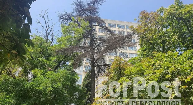 Высокое сухое дерево угрожает упасть в центральном сквере Севастополя