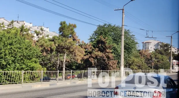 Погибает сосновая аллея вдоль проспекта Генерала Острякова в Севастополе 