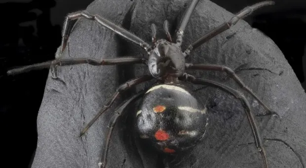 Почему в Крыму растёт численность смертельно опасных пауков
