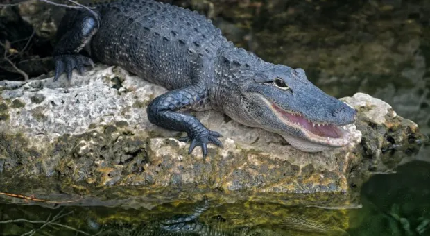Крокодиляриумом в Крыму заинтересовалась прокуратура