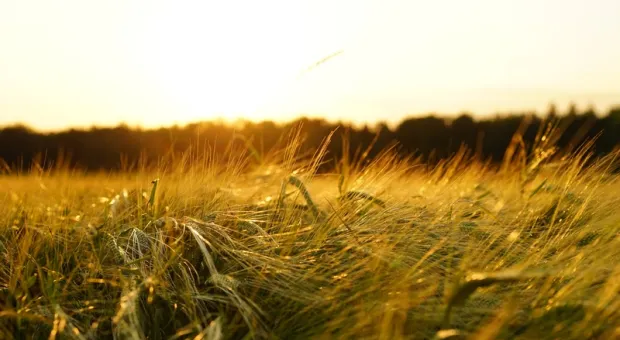 «Отличная» идея с вывозом украинского зерна рискует полностью провалиться