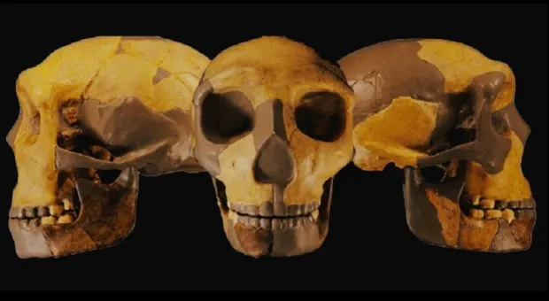 Древний череп может перевернуть представление о человеческой эволюции