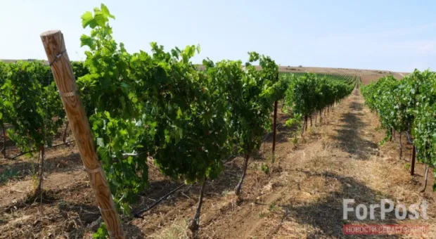 Так ли ударно развивается виноградарство в Севастополе