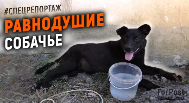 В Севастополе черного пса спасли от смерти у дороги 