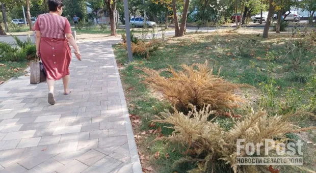 «Московское» озеленение крымского сквера не пережило летнюю жару