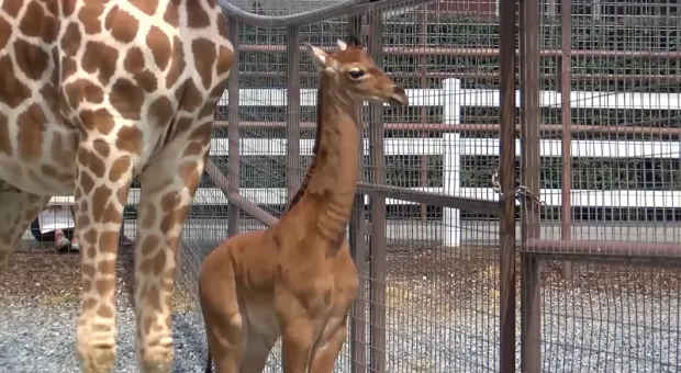 Таких больше нет в мире: в зоопарке родился уникальный детёныш жирафа