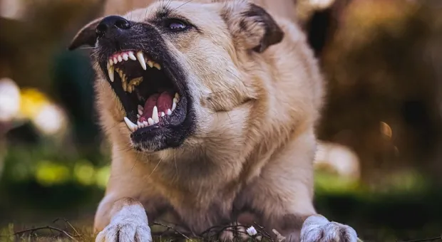 В одном из районов Севастополя у собаки выявлен случай бешенства 
