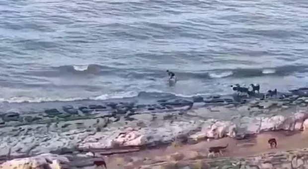 Стая бродячих собак напала на ребёнка и загнала его в море